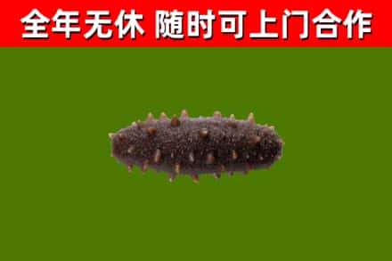 龙岩烟酒回收干海参.jpg
